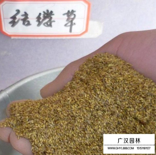 結(jié)縷草種子(圖1)