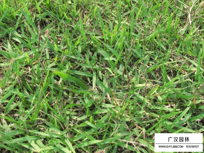 結(jié)縷草種子(圖3)