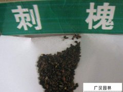 刺槐種子