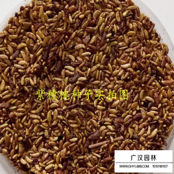 紫穗槐凈籽種子(圖1)