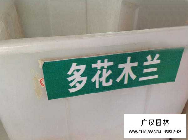 多花木蘭種子(圖1)