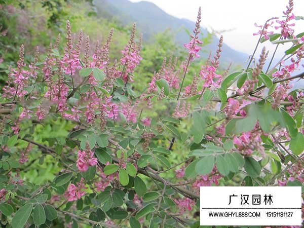 多花木蘭種子(圖4)