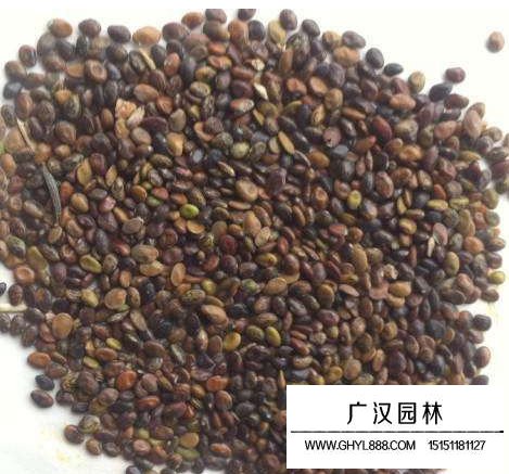 二色胡枝子種子(圖2)