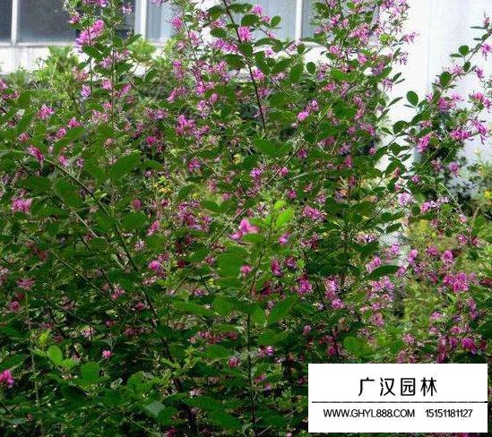 二色胡枝子種子(圖4)