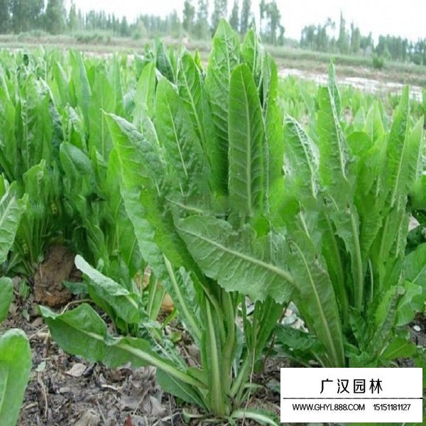 不同品質(zhì)菊苣種子的價格(圖3)