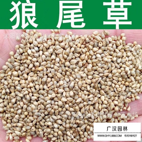 狼尾草種子(圖1)