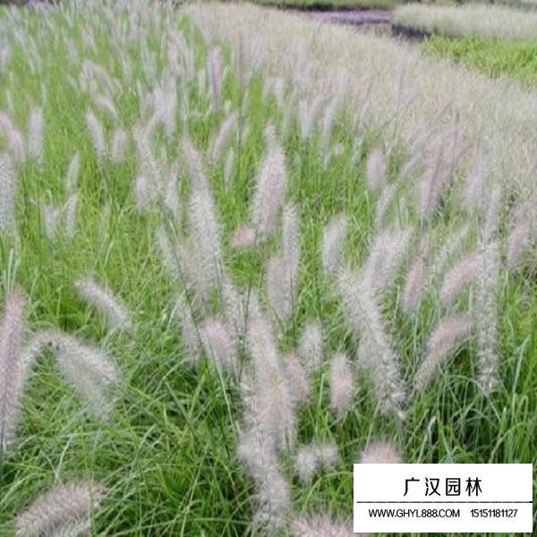 狼尾草種子(圖4)