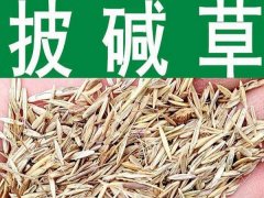 披堿草種子