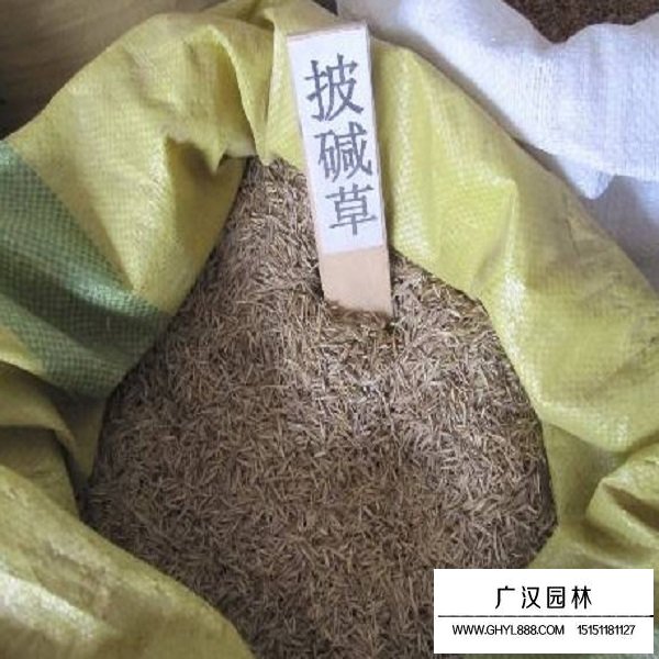 披堿草種子(圖3)