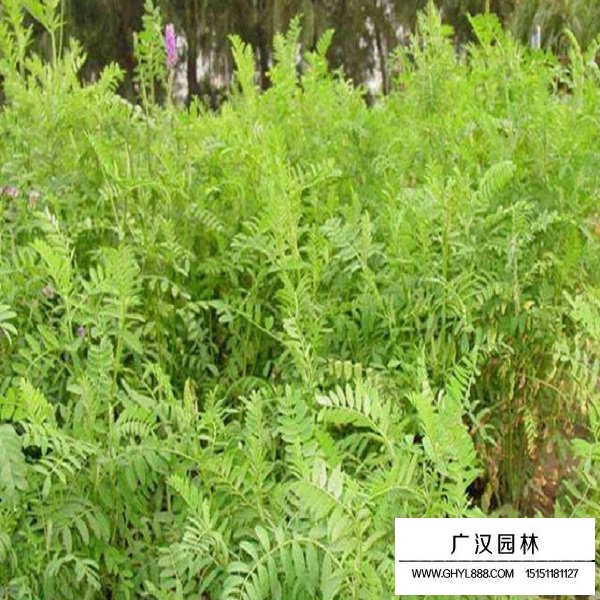 沙打旺種子(圖4)