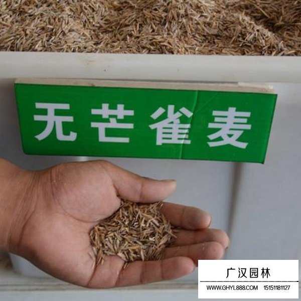 無芒雀麥種子(圖1)