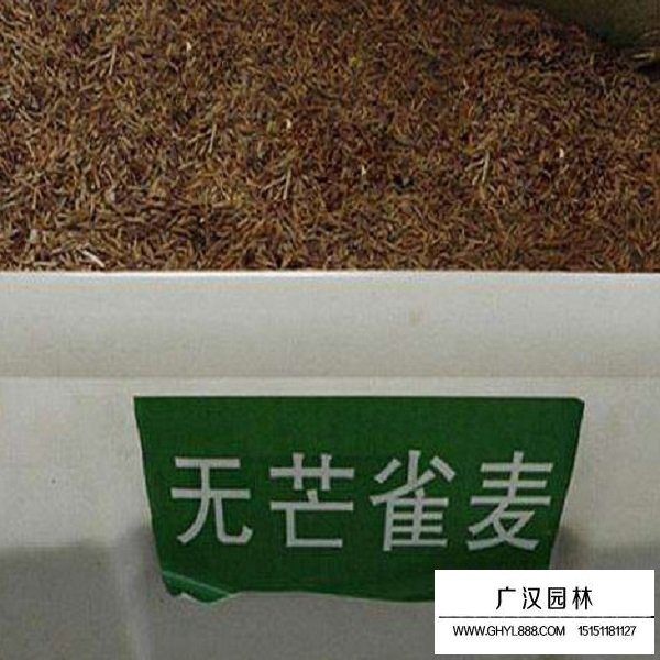 無芒雀麥種子(圖2)