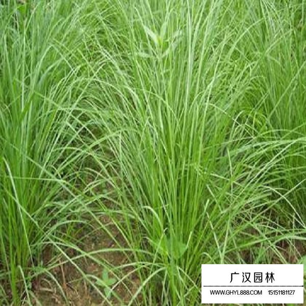 無芒雀麥種子(圖3)