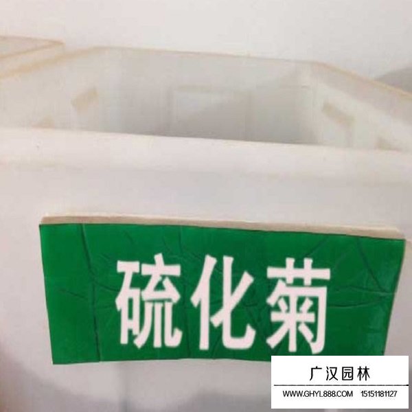 硫華菊種子怎么賣(圖1)