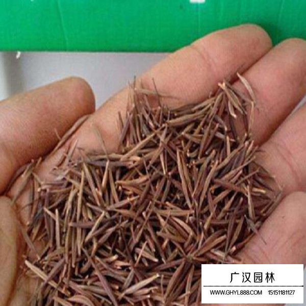 硫華菊種子怎么賣(圖2)