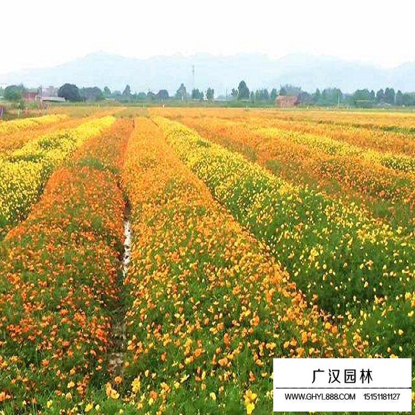 硫華菊種子怎么賣(圖3)