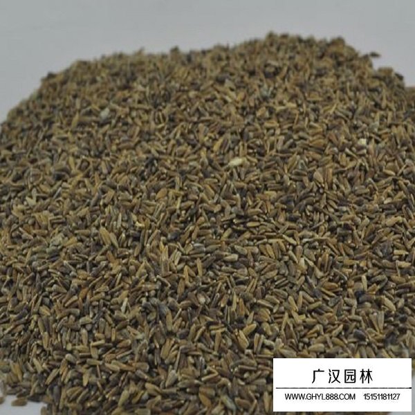 翠菊矮桿種子(圖1)