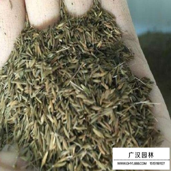 翠菊矮桿種子(圖2)