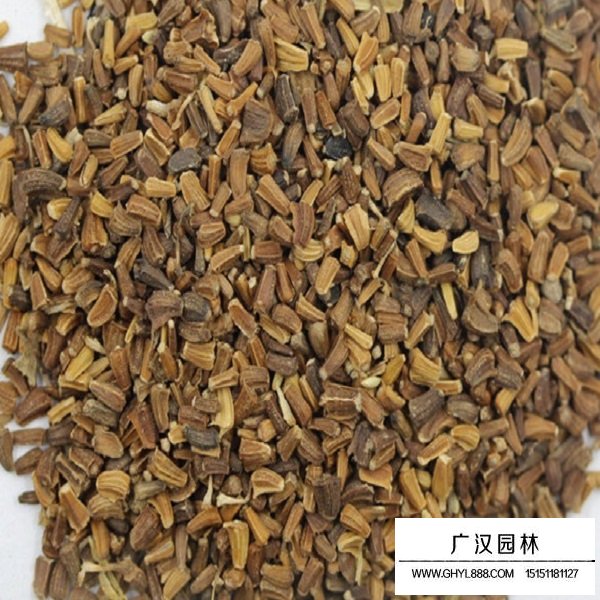 茼蒿菊種子(圖1)