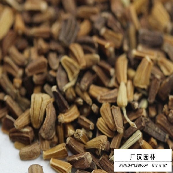 茼蒿菊種子(圖2)