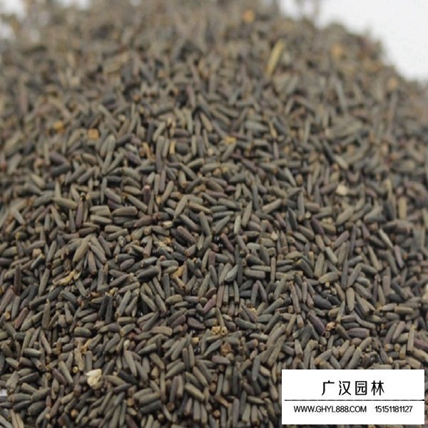 紫色松果菊種子(圖1)