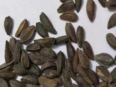 南非萬(wàn)壽菊種子