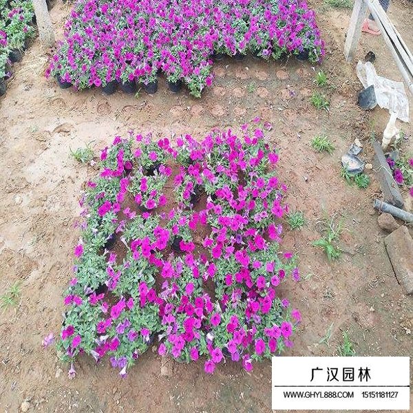 南非萬壽菊種子(圖2)