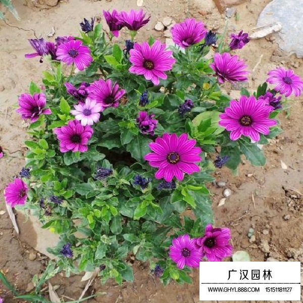 南非萬壽菊種子(圖4)