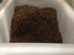 天人菊一級(jí)種子