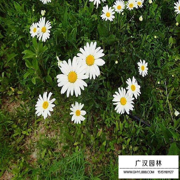大濱菊種子(圖3)