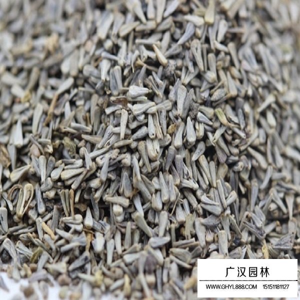 五色菊種子(圖1)