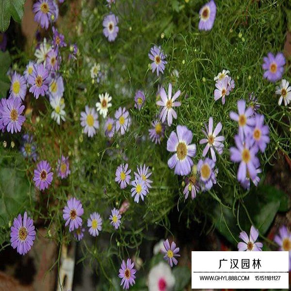 五色菊種子(圖2)