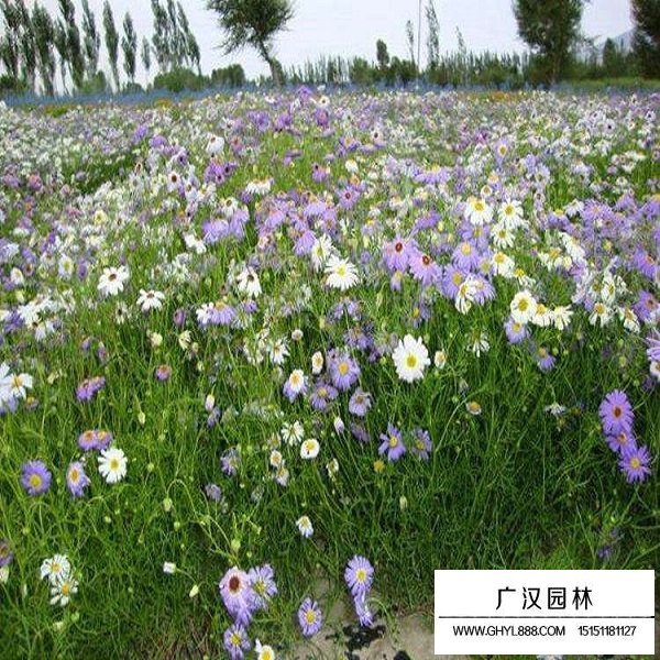 五色菊種子(圖3)