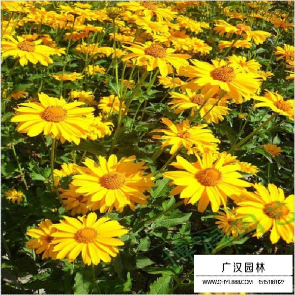 堆心菊種子(圖3)