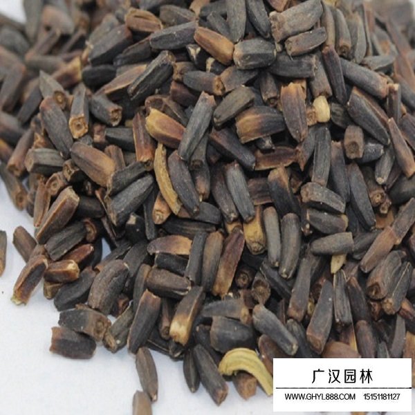 日光菊種子(圖1)