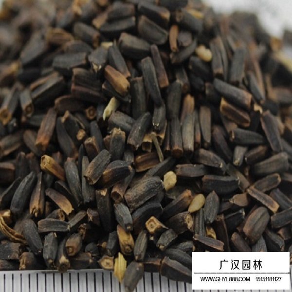 日光菊種子(圖2)