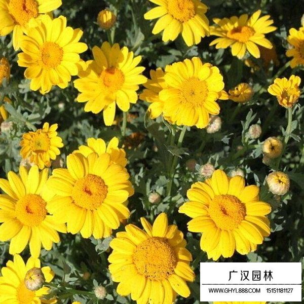 日光菊種子(圖3)