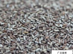 闊葉馬鞭草種子