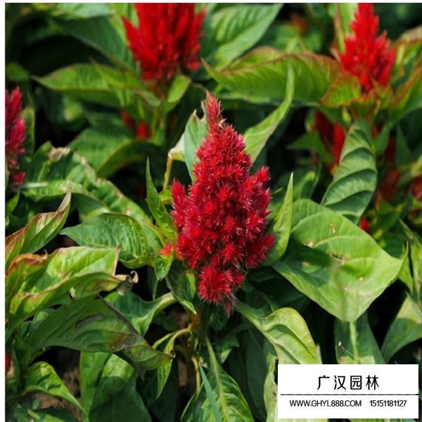 火焰雞冠花種子(圖1)