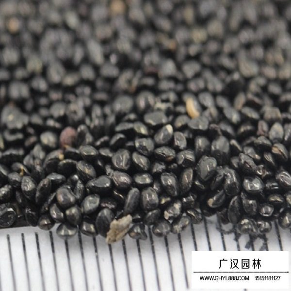 火焰雞冠花種子(圖3)