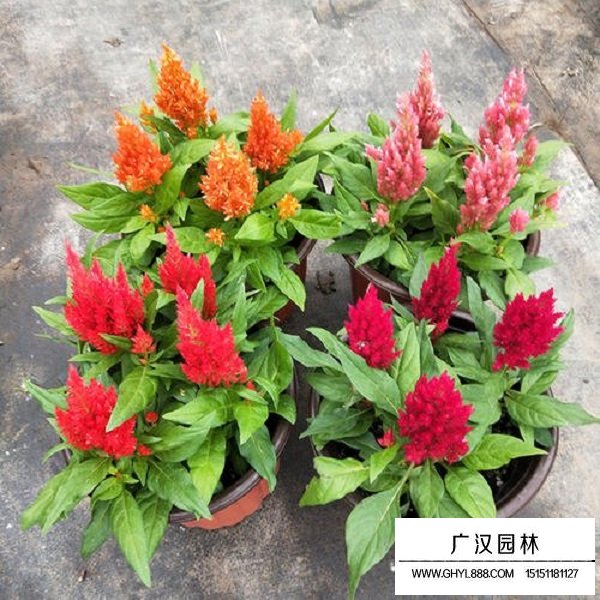 火焰雞冠花種子(圖4)