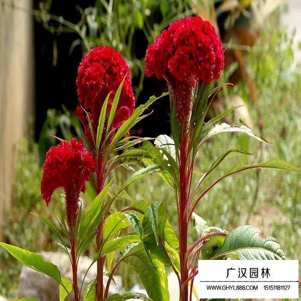 普通雞冠花種子(圖1)