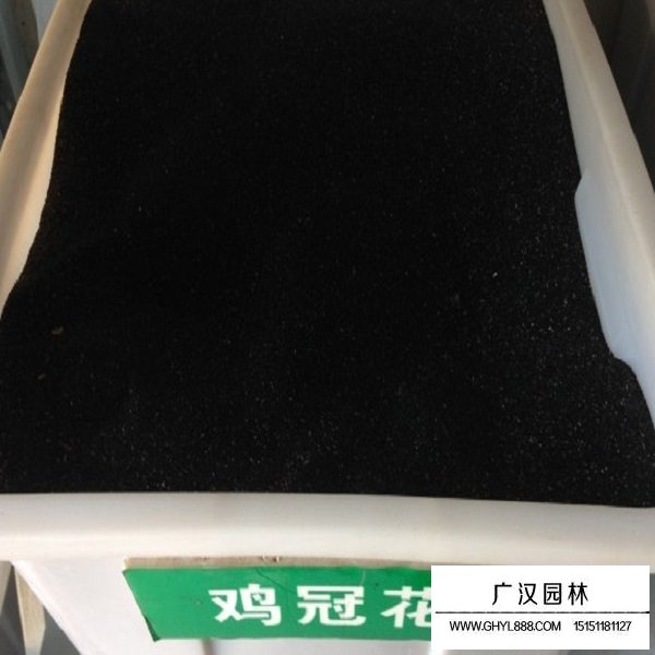 普通雞冠花種子(圖2)