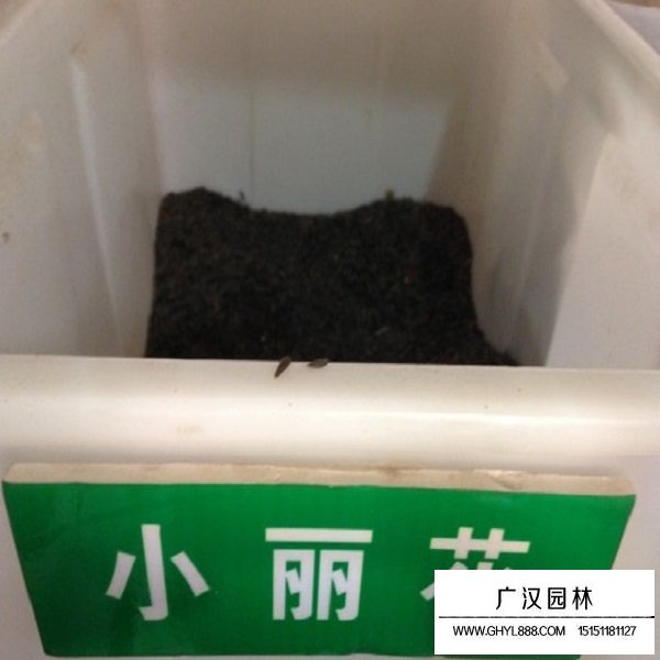 小麗花種子(圖2)