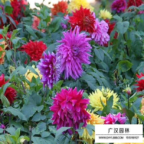 小麗花種子(圖3)