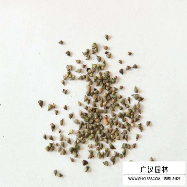 福壽花種子(圖2)