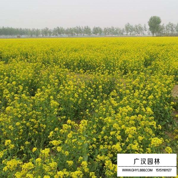 觀賞油菜花種子(圖4)