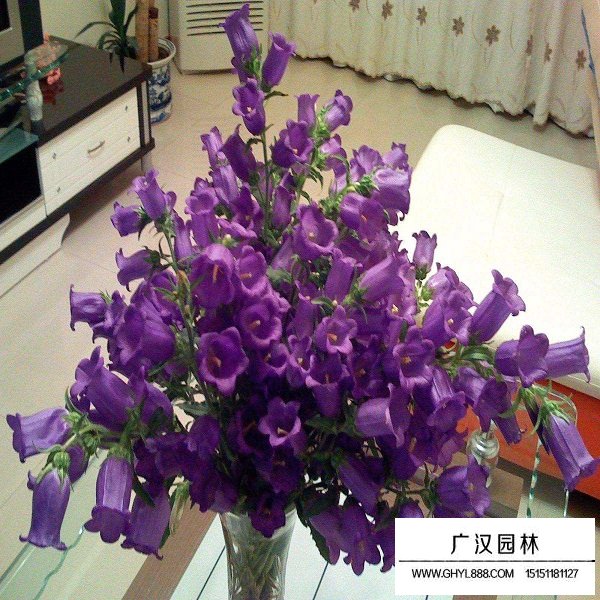 風(fēng)鈴花種子(圖2)