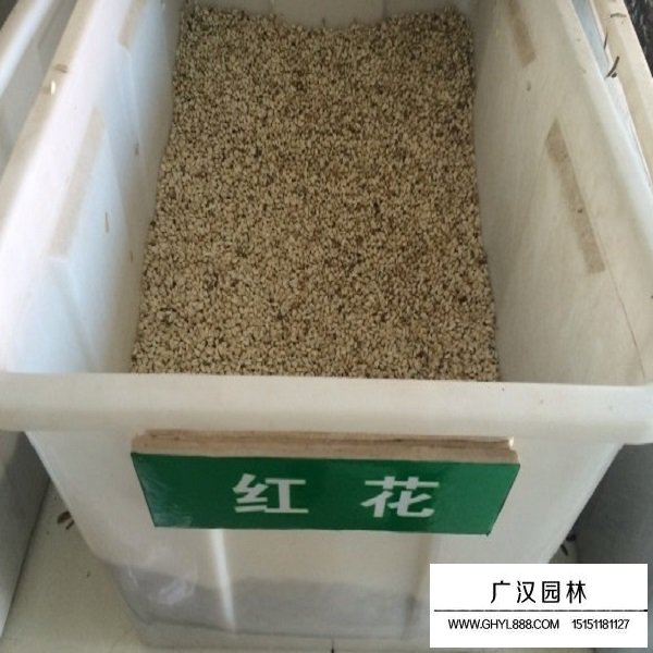 紅花種子(圖1)