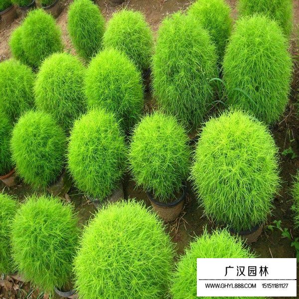 綠地膚種子(圖1)